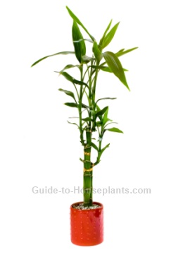lucky bamboo, lucky bamboo house plants, care for indoor bamboo plant