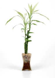 lucky bamboo, dracaena sanderiana, bamboo house plants, growing bamboo, bamboo care house plant, bamboo plants