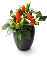 ornamental chili pepper, christmas pepper, capsicum annuum
