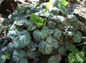 strawberry begonia, saxifraga stolonifera