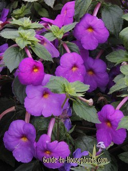 achimenes, achimenes flowers