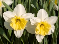 growing daffodils, how to plant daffodils, planting daffodil bulbs, forcing daffodils