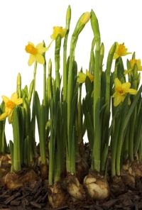 growing daffodils, forcing daffodils, daffodil care