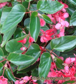 dragon wing begonia, begonia house plants