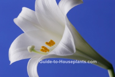 easter lily care, easter lily, white easter lily