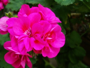 geranium care, growing geraniums, geranium plants, perennial geranium