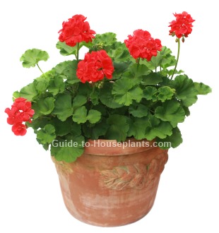 geranium care, growing geraniums, geranium plants, perennial geranium