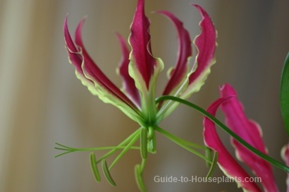 glory lily, gloriosa lily, gloriosa superba