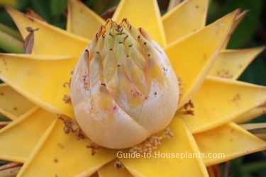 musella lasiocarpa, golden lotus banana, chinese yellow banana