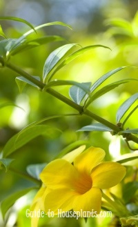 golden trumpet, golden trumpet vine, allamanda cathartica