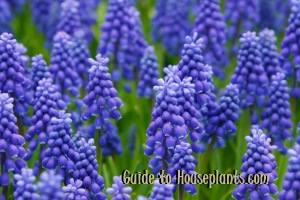 grape hyacinths, muscari armeniacum, grape hyacinth muscari