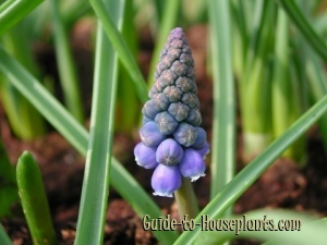 grape hyacinths, grape hyacinth muscari, forcing hyacinth bulbs