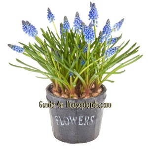 grape hyacinths, muscari armeniacum, grape hyacinth muscari