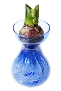 forcing hyacinth bulbs, forcing hyacinth, hyacinth vases