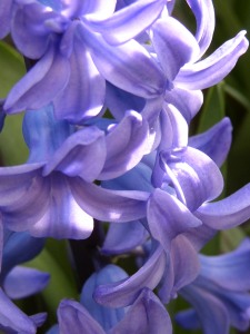 hyacinth flower, forcing hyacinth bulbs, forcing hyacinth