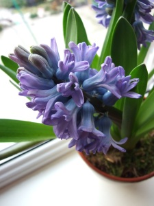 hyacinth flower, forcing hyacinth bulbs, forcing hyacinth