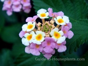 lantana flowers, flowers lantana, lantana plant