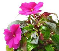 new guinea impatiens, growing impatiens, care for impatiens