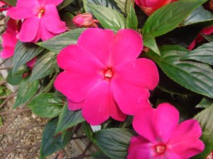 impatiens flowers, new guinea impatiens, growing impatiens, care for impatiens