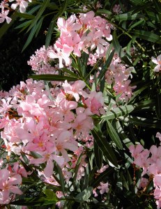 oleander plant, oleander bush, oleander tree