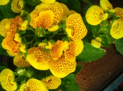 pocketbook plant, calceolaria