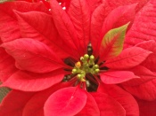 poinsettia care, poinsettia plant care