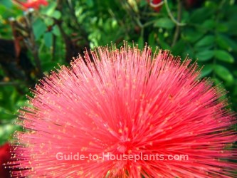 powder puff tree, calliandra haematocephala, powder puff plant