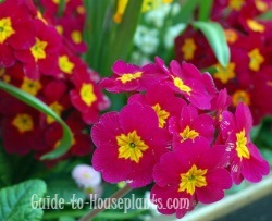 primrose flowers