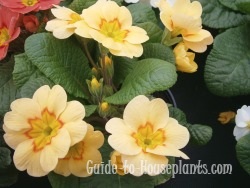 primrose flowers, primrose plant, english primrose