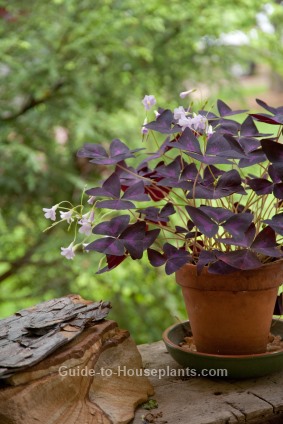 purple shamrock, oxalis regnellii
