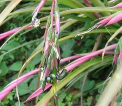 billbergia nutans, queens tears, friendship plant, bromeliad care