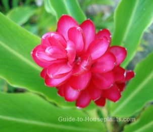 red ginger, red ginger flower, alpinia purpurata