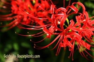 red spider lily