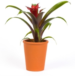 scarlet star, bromeliad care, guzmania lingulata