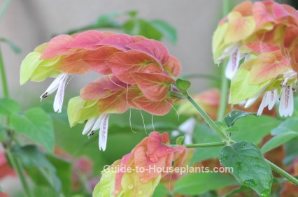 shrimp plant