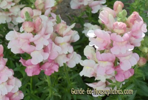 snapdragon, snapdragon flowers, antirrinum majus