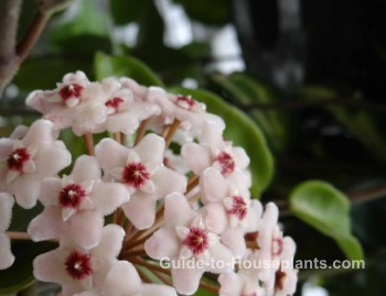 wax plant, hoya flower, hoya carnosa, hoya vine