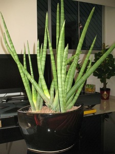 snake plant, sansevieria cylindrica, sansevierias