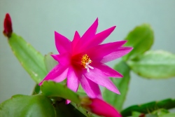 easter cactus, easter cactus plant