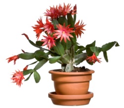 easter cactus, easter cactus plant