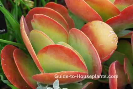 kalanchoe thyrsiflora, paddle plant, succulent plants