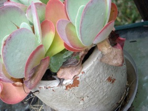 kalanchoe thyrsiflora, succulent house plants