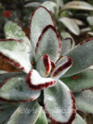 panda plant, kalanchoe tomentosa, pussy ears, rare succulents