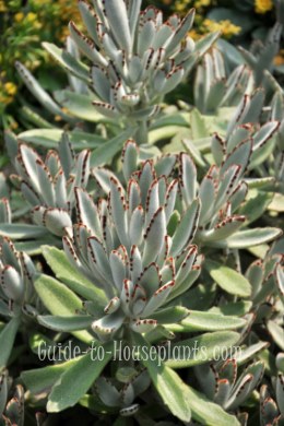 panda plant, kalanchoe tomentosa, succulent house plants