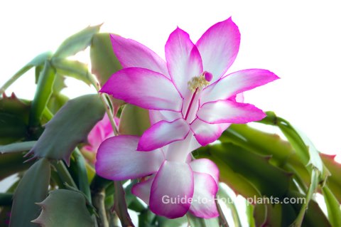 thanksgiving cactus, schlumbergera, crab cactus