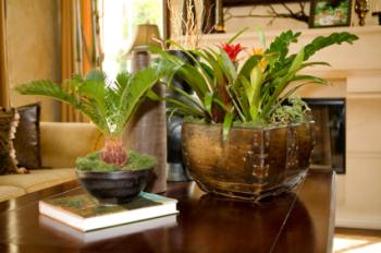 exotic house plants, tropical house plants
