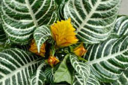 zebra plant, aphelandra squarrosa