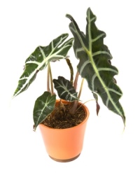 elephants ear, alocasia amazonica