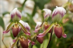 lady's slipper orchid, orchids