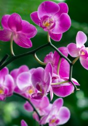 moth orchids, orchids